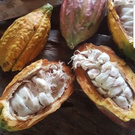 kakao-ceremonialne-540x650